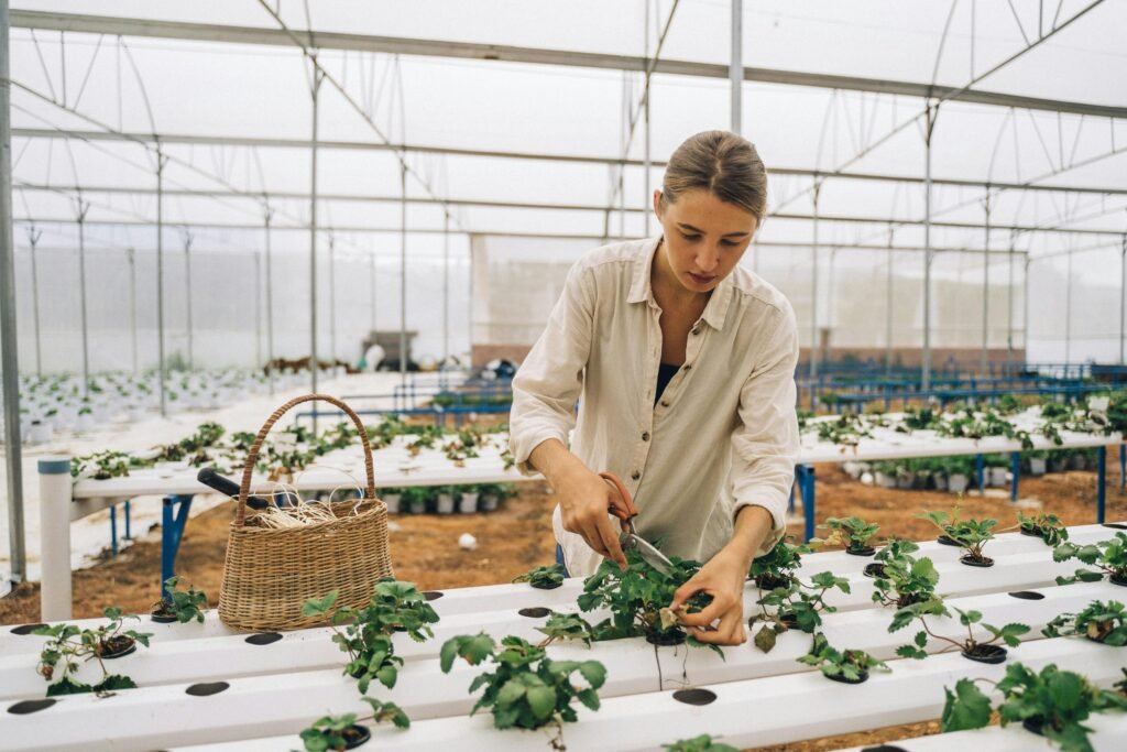 A woman harvesting plants in a modern greenhouse with hydroponic systems.